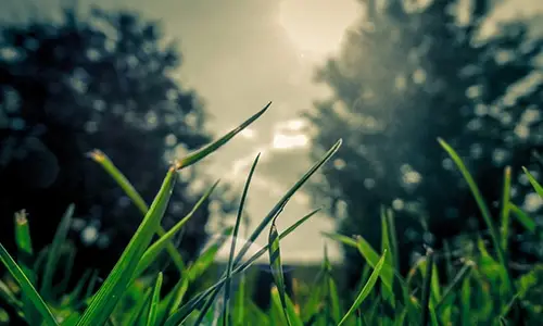 green grass and trees